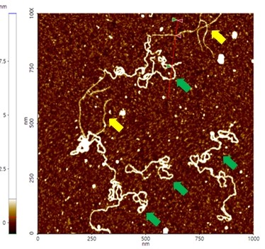 afm-image-plasmids